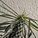 20180415 3943CPw [D~LIP] Madagaskarpalme (Pachypodium lamerei), Bad Salzuflen