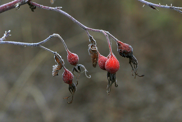 Rose Hips