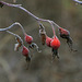 Rose Hips