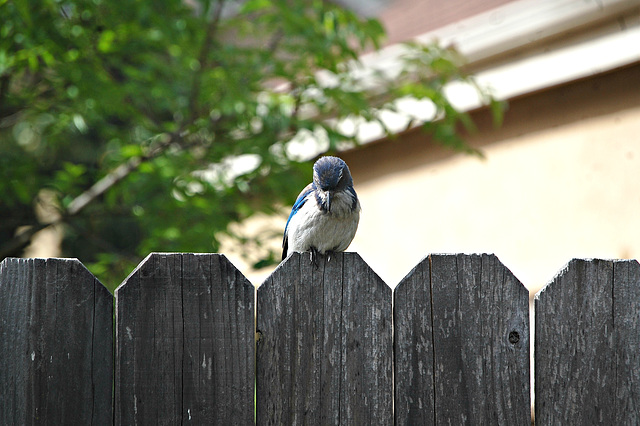 Tickell's Blue Flycatcher