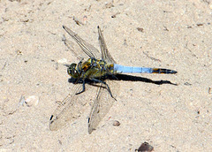 Plattbauchlibelle am sandigen Ufer eines Weihers