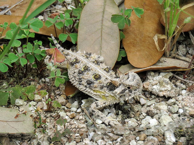 Day 5, Texas Horned Lizard, King Ranch, Norias Division