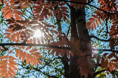 der Herbst kündigt sich an ...  (© Buelipix)