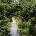 20190905 5835CPw [D~VR] Laufsteg, Krummholz-Kiefer (Pinus mugo agg), Darßer Ort