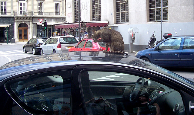 IT - Triest - Die Katze auf dem warmen Autodach