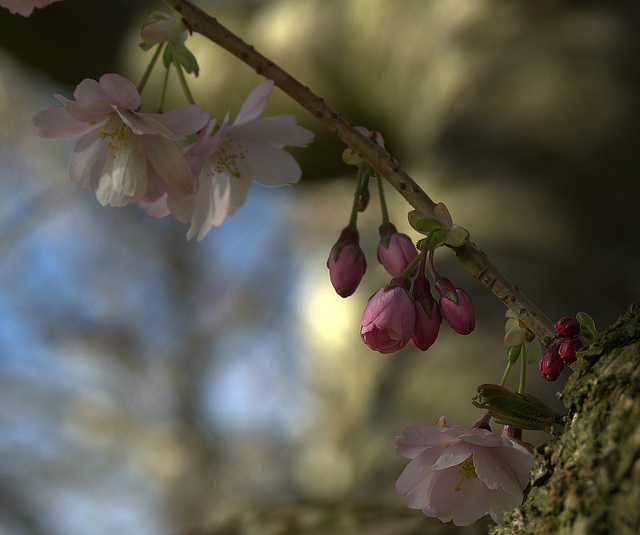 Cherry Blossom