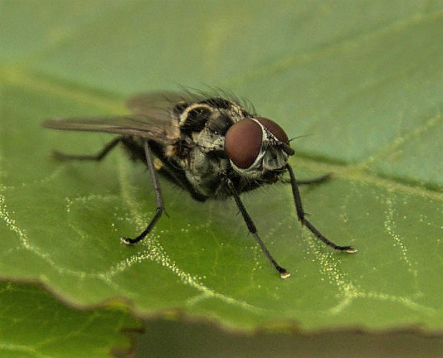 Fly