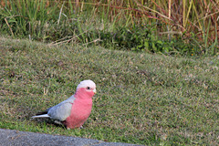 185/366 Galah