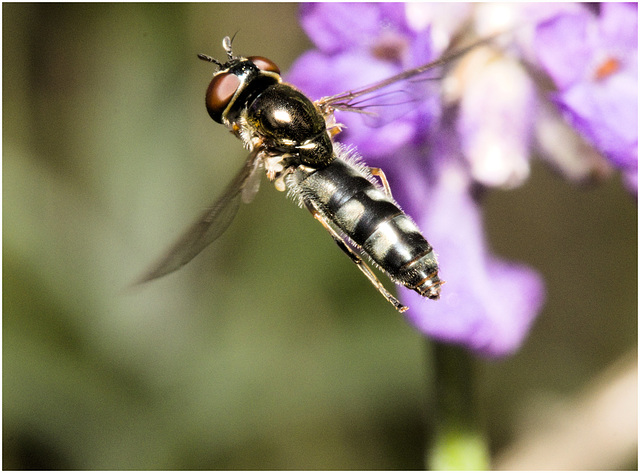 IMG 9830 Hoverfly