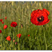 190 Coquelicot du matin.