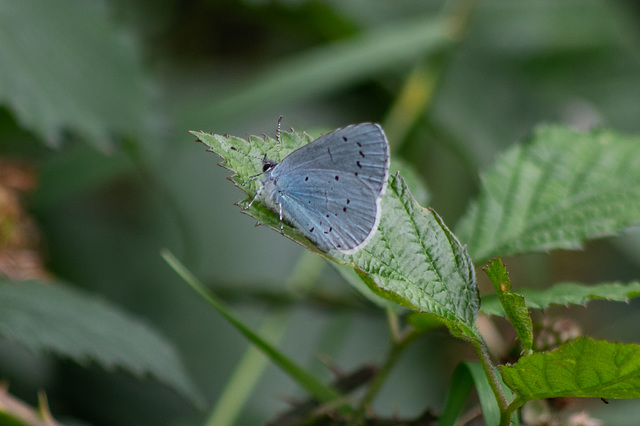 Holly Blue M-7183