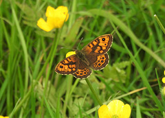 Wall Brown - Lasiommata megera