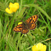 Wall Brown - Lasiommata megera