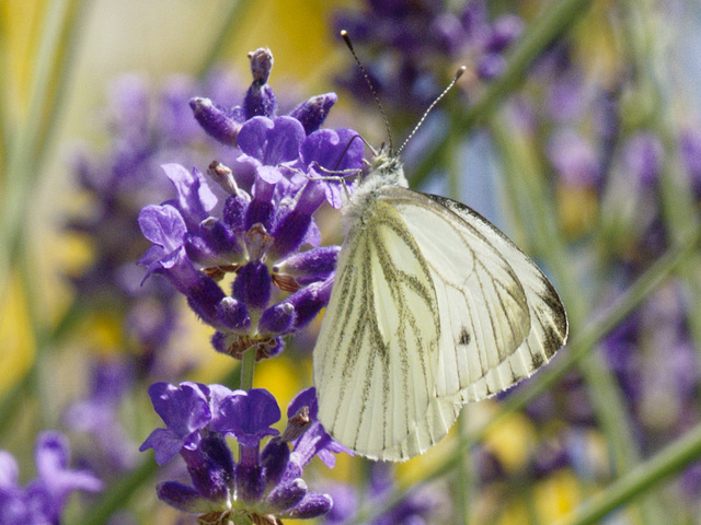 papillon du chou à table