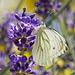 papillon du chou à table