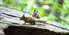 Chipmunks