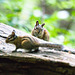 Chipmunks