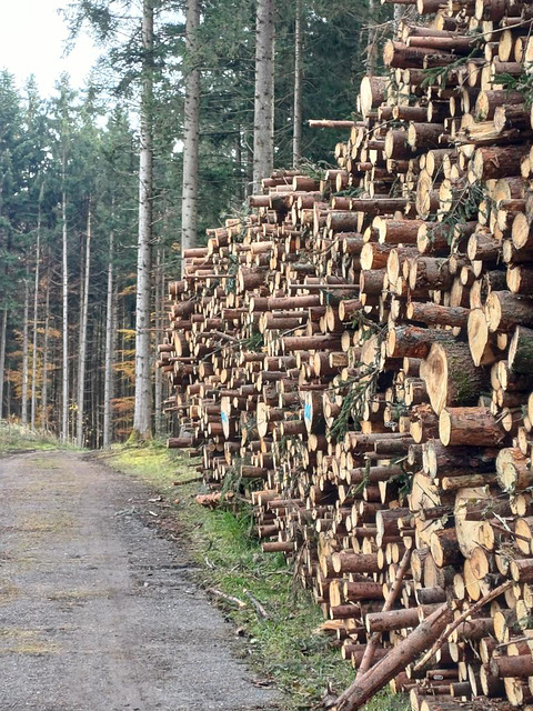 Holzbig seitl.