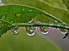 Dans mon jardin