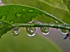 Dans mon jardin