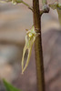 Neottia bifolia (formerly Listera australis ) (Southern Twayblade orchid)