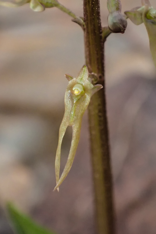 Neottia bifolia (formerly Listera australis ) (Southern Twayblade orchid)