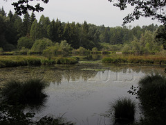 Dingelsdorfer Weiher, Baden-Württemberg