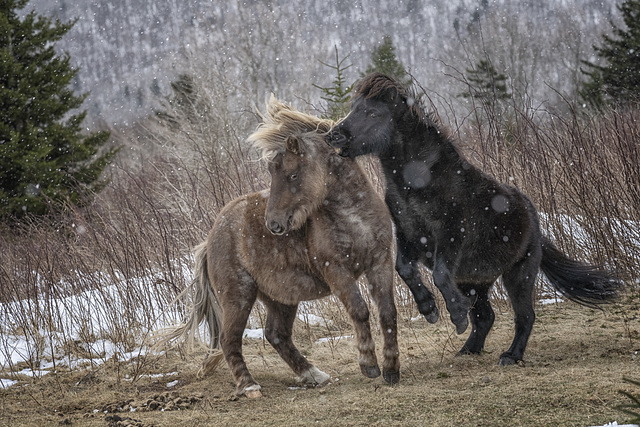 Storm and Black Jack