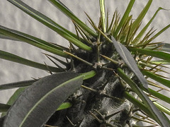 20180415 3944CPw [D~LIP] Madagaskarpalme (Pachypodium lamerei), Bad Salzuflen