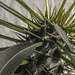 20180415 3944CPw [D~LIP] Madagaskarpalme (Pachypodium lamerei), Bad Salzuflen