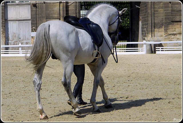 6 jambes pour un magnifique cheval