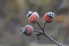 Frosted Rose Hips