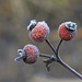 Frosted Rose Hips