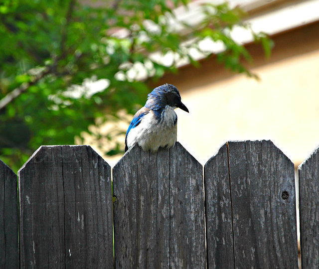 Mocking bird