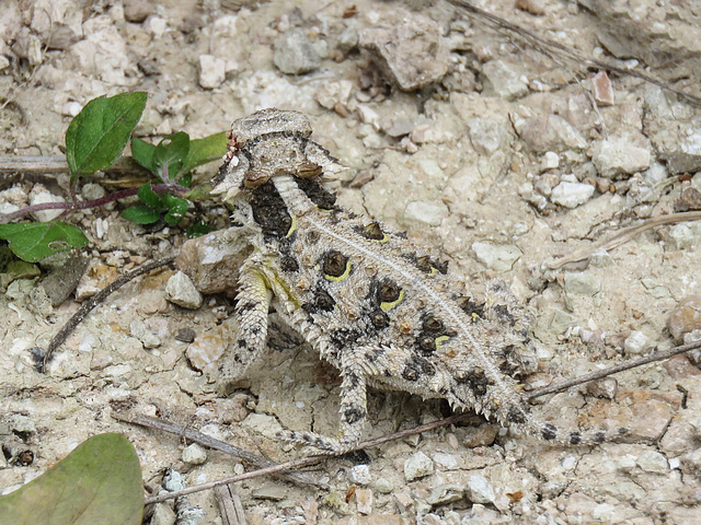 Day 5, Texas Horned Lizard, King Ranch, Norias Division