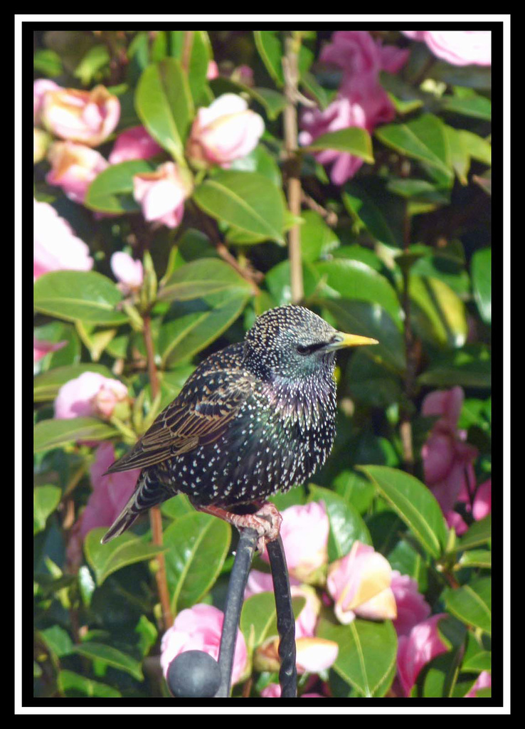 Starling (1)