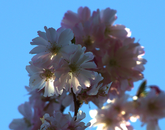 Cherry Blossom