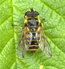 Hoverfly