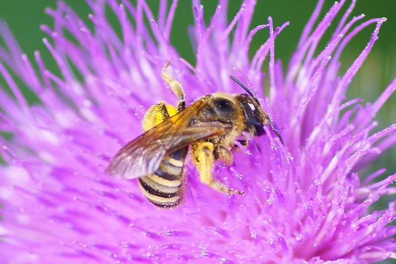 Wildbiene auf Distelblüte
