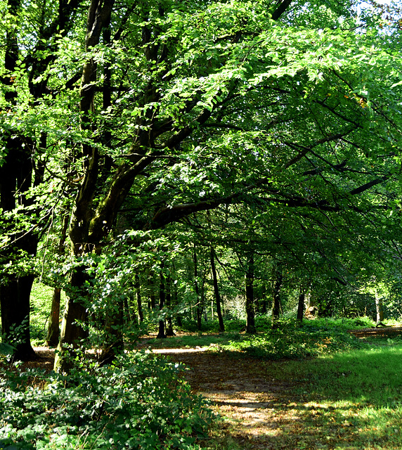 A walk in the Forest.