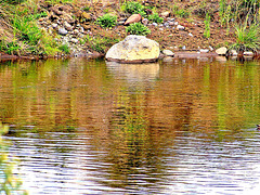 Mananui River Reflection