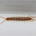 IMG 9781 Centipede