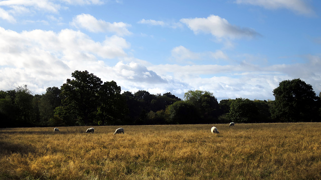 Sheep in a field