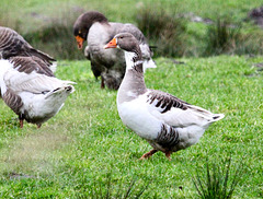 Eine Pommersche Gans,