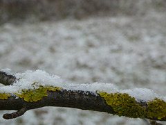 Ast mit Flechten und Neuschnee