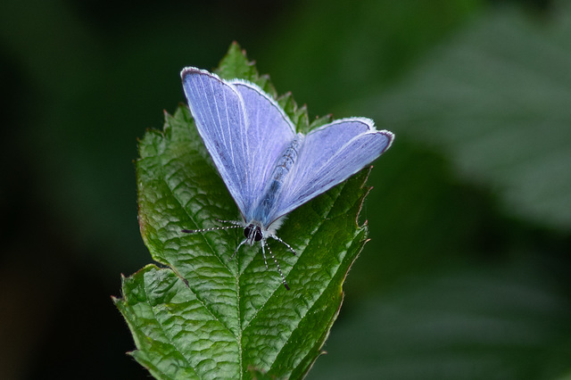 Holly Blue M-7187