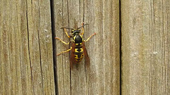 20240428 0034CP~V [D~LIP] Deutsche Wespe (Vespula germanica), BS