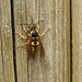 20240428 0034CP~V [D~LIP] Deutsche Wespe (Vespula germanica), BS