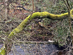 The 12th of February Bridge