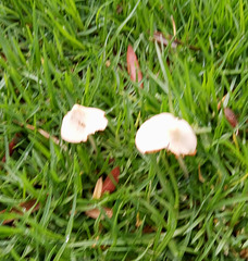 They are Summer mushrooms, scrawny but alive